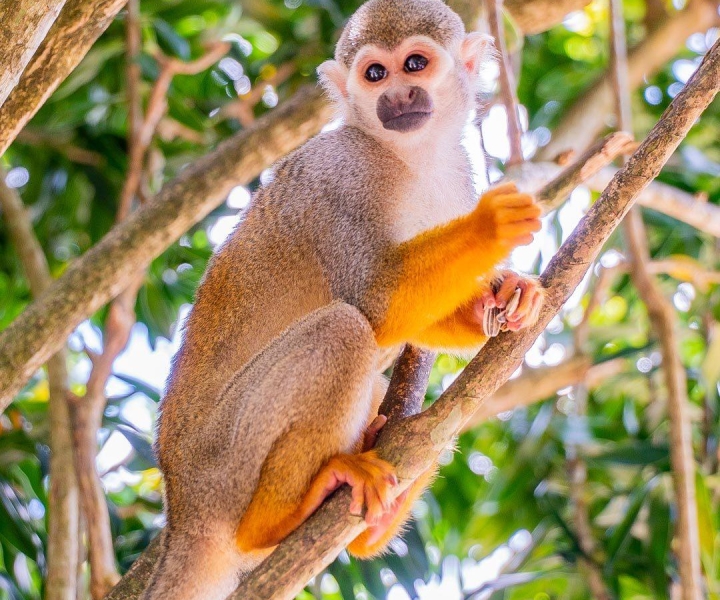 Repubblica Dominicana: safari a Monkeyland da Bayahibe