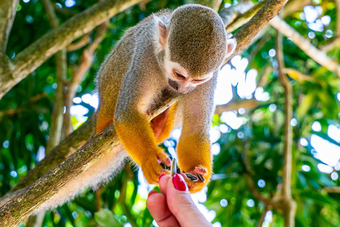 From Bayahibe: Half Day Monkeyland Safari