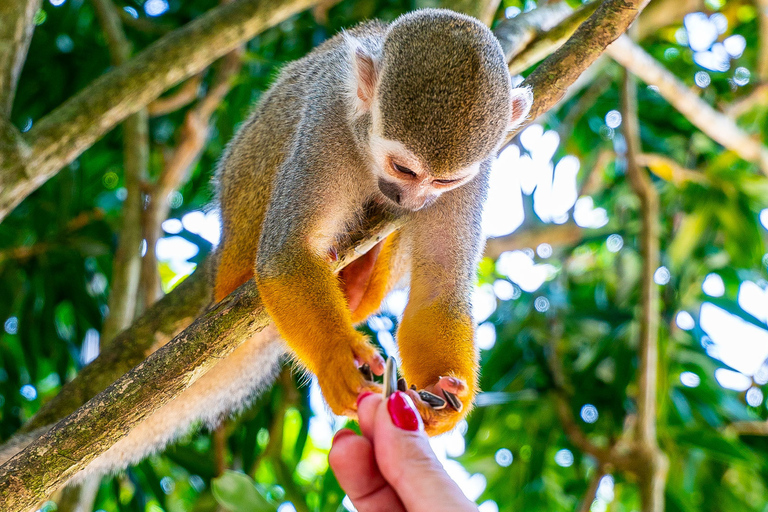 From Bayahibe: Half Day Monkeyland Safari