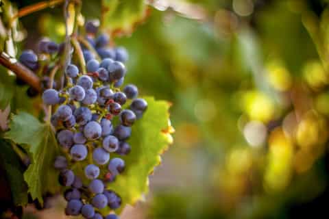 From Los Gatos: Coast To Mountain Wineries Tour with Lunch