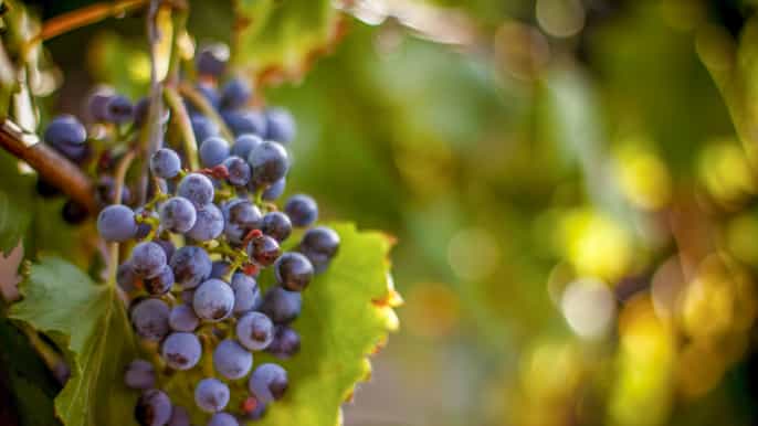 desde los gatos tour de bodegas de costa a montaña con almuerzo