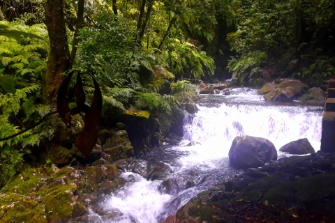 Z Funchal: wędrówka lewadą w dolinie São JorgeZ Funchal: prywatna wędrówka lewadą w dolinie São Jorge