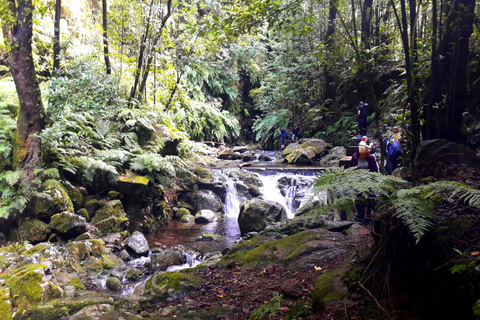 Ab Funchal: Levada-Wanderung durch die Täler von São JorgeAb Funchal: Private Wanderung im São Jorge Levada Tal