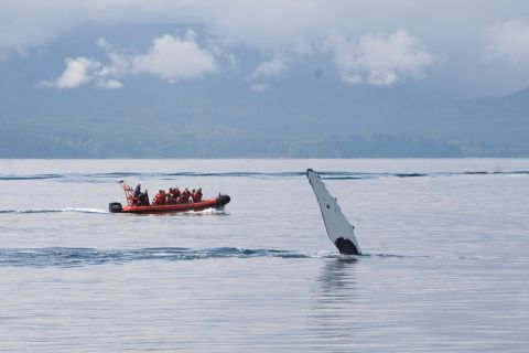 Port Renfrew: crociera con avvistamento di balene e fauna selvatica