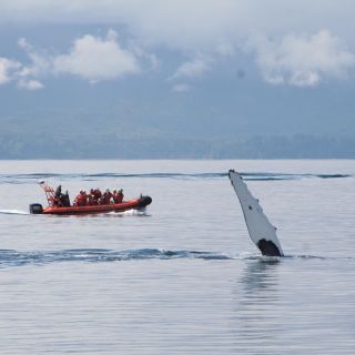 Port Renfrew: crociera con avvistamento di balene e fauna selvatica