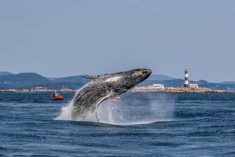 Victoria: 3-Hour Zodiac Whale-Watching Tour