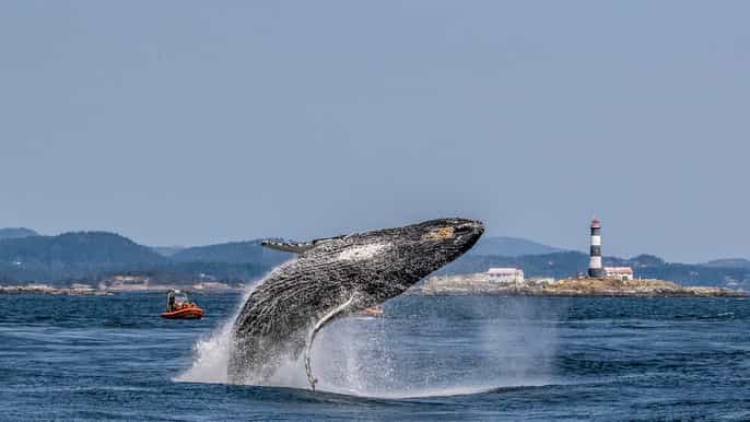 victoria 3hour zodiac whalewatching tour