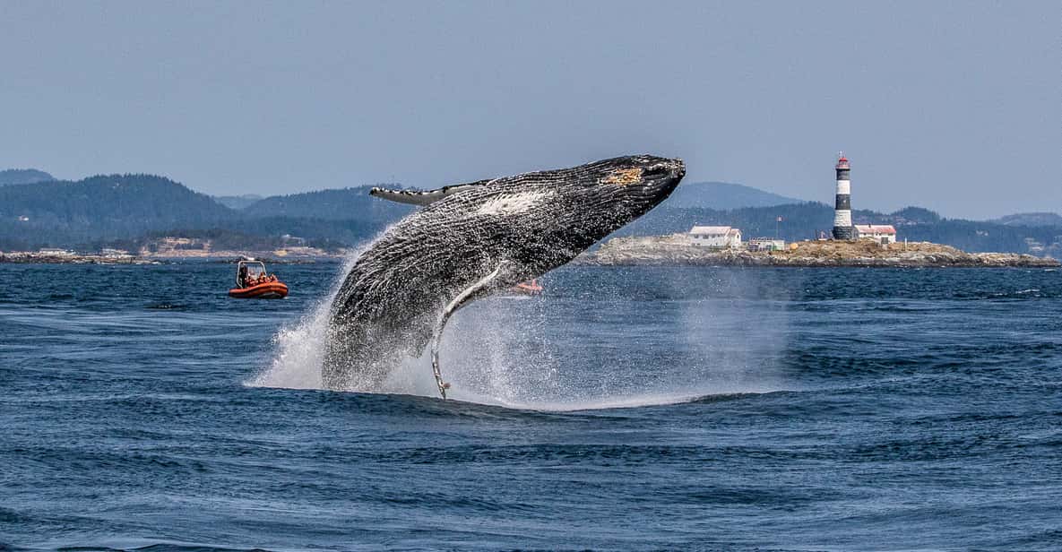 Victoria: 3-Hour Zodiac Whale-Watching Tour