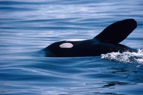 Victoria: 3-Hour Whale Watching Tour on Covered Boat