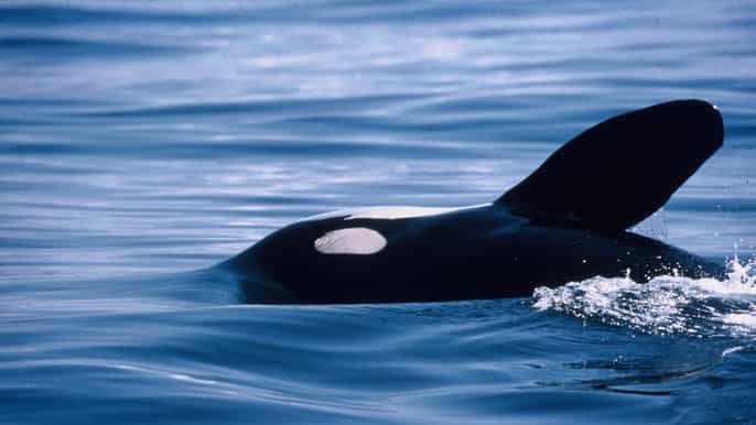victoria 3hour whale watching tour on covered boat
