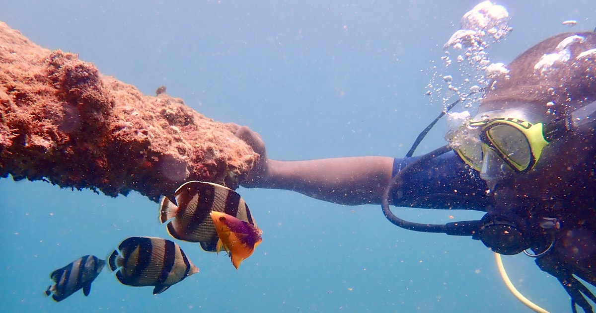 Salvador Discovery Scuba Dive for Beginners Salvador, Brazil, Brazil