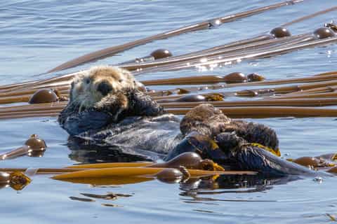 From Victoria: Whale Watching Marine Wildlife Excursion