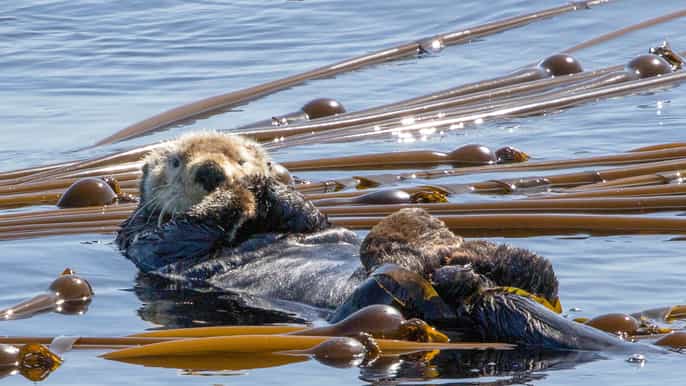 from victoria whale watching marine wildlife excursion