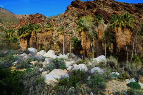 Palm Springs: Indian Canyons Hiking Tour by Jeep