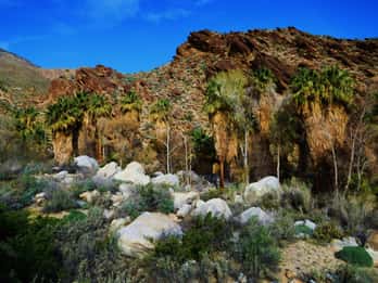 Palm Springs: Allrad- und Wandertour zu den Indian Canyons Palm Springs: Allrad- und Wandertour zu den Indian Canyons