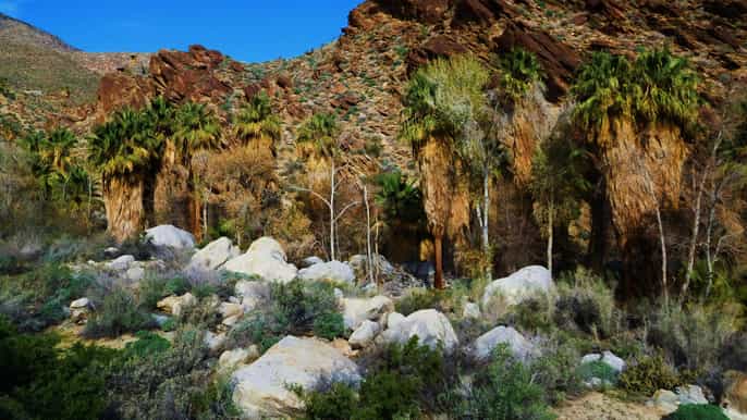 palm springs indian canyons hiking tour by jeep