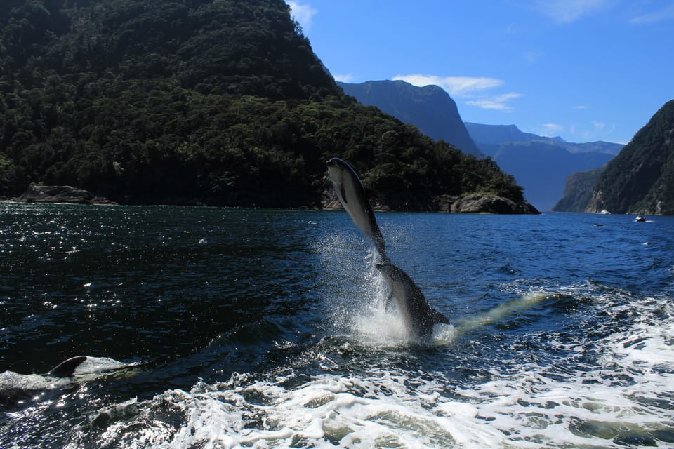 Milford Sound, Boutique Small-Boat Cruise - Housity