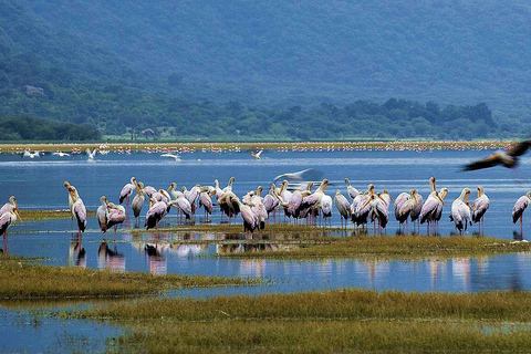 Tanzânia: Safári de 7 dias com os Cinco Grandes, com acomodaçõesO melhor safári