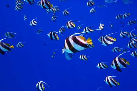 Kendwa: Introductory Scuba Dive on Tumbatu Island