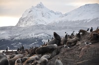 Ushuaia, Beagle Channel & Sea Wolves Island Catamaran Cruise - Housity