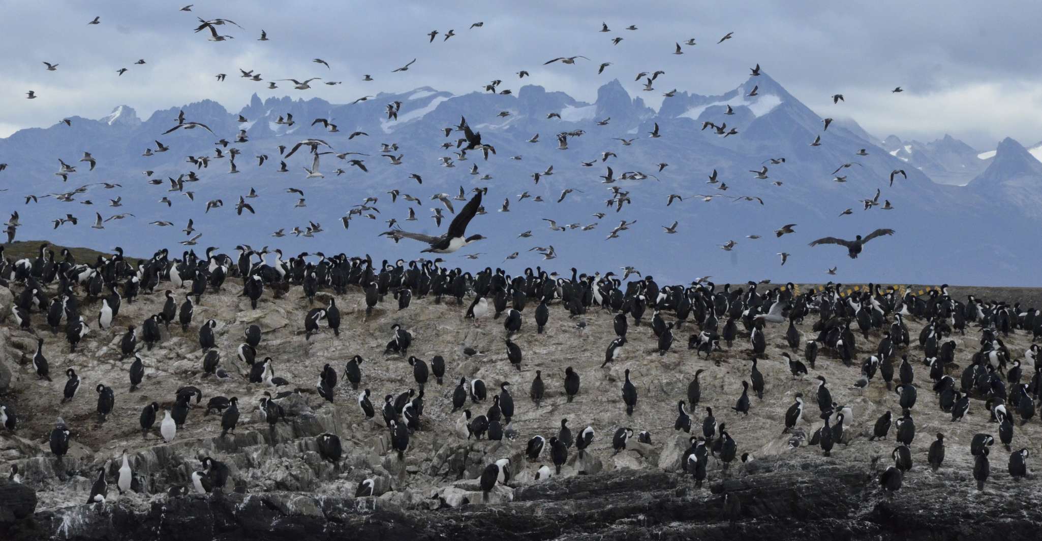 Ushuaia, Beagle Channel & Sea Wolves Island Catamaran Cruise - Housity