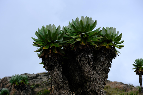 Aberdare National Park: Mount Satima Overnight Hike