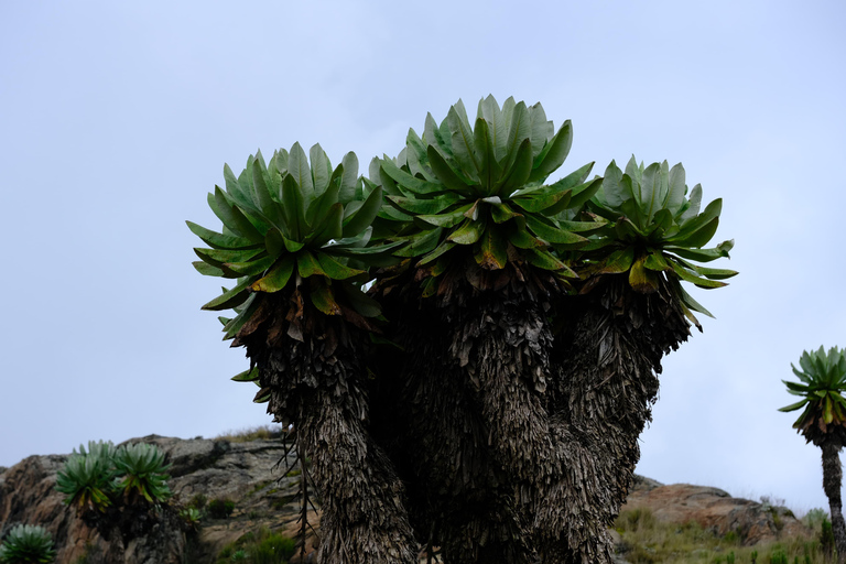 Aberdare National Park: Mount Satima Overnight Hike