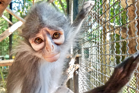 From Bangkok: Wildlife Rescue and Elephant Rescue Tour