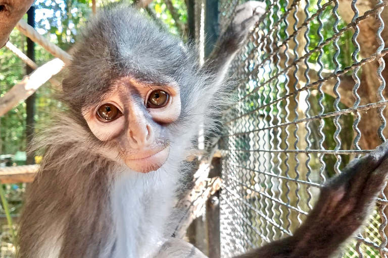 Desde Bangkok: tour de rescate de fauna y elefantes