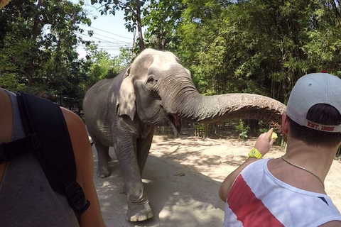 Van Bangkok: Wildlife Rescue and Elephant Rescue Tour