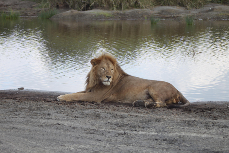4-tägige Safari durch Tarangire, Serengeti und Ngorongoro