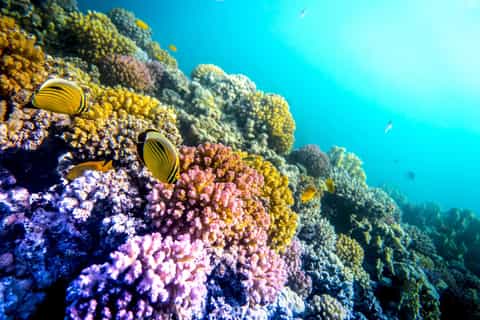 Red Sea Governorate: Orange Bay Snorkeling Cruise with Lunch