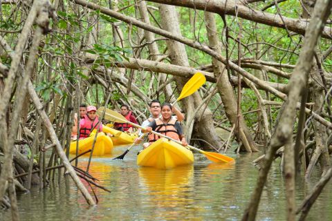 Quepos: tour in kayak di mangrovie