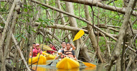 Quepos: Mangrove Kayaking Tour