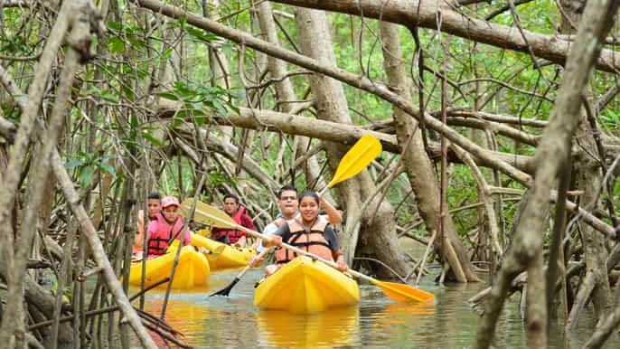 quepos mangrove kayaking tour