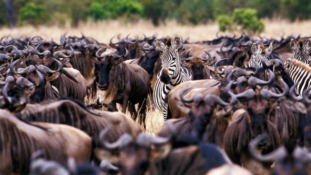 Visit 4 Days Serengeti, Ngorongoro & Tarangire Group Safari in Arusha