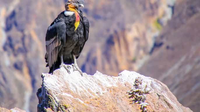 tour de todo el día a la vista del cóndor y sitios incas