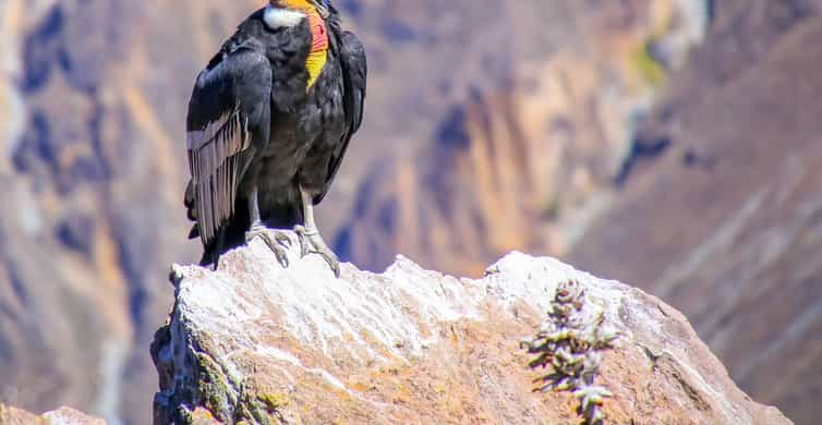 Full-Day Condor Viewpoint & Inca Sites Tour | GetYourGuide