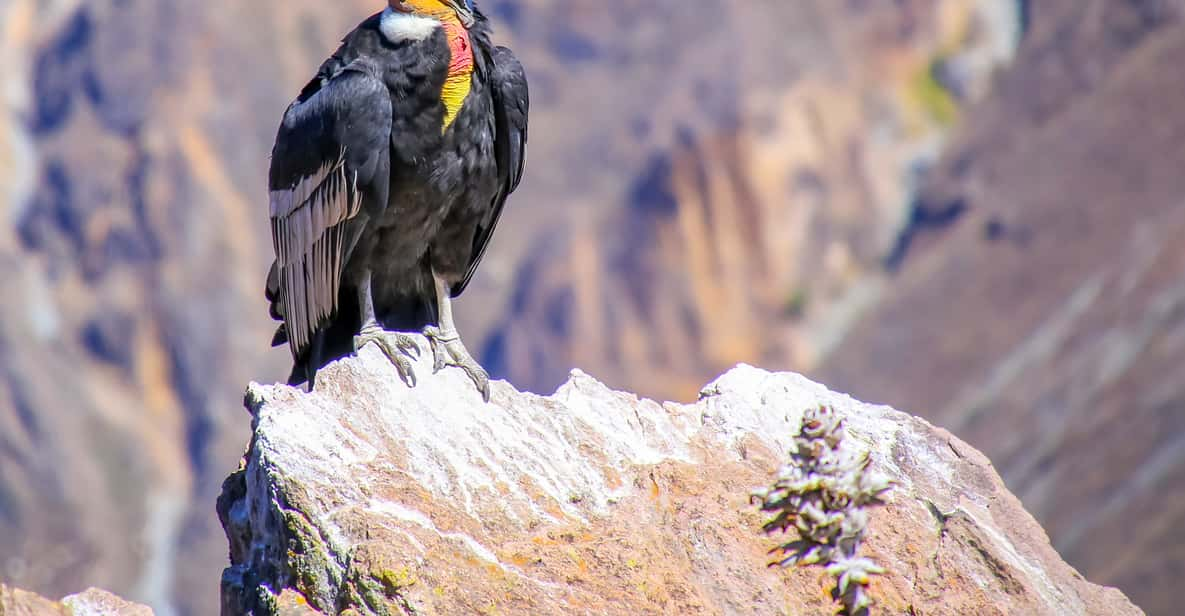 Full-Day Condor Viewpoint & Inca Sites Tour | GetYourGuide