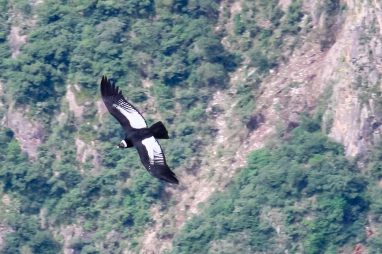 Visite d'une journée complète du point de vue du Condor et des sites incas
