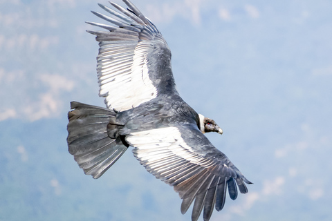 Heldagsutflykt till Condor Viewpoint och inkaplatser