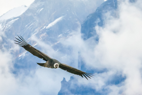 Ganztägige Tour zum Condor-Aussichtspunkt und den Inka-Stätten