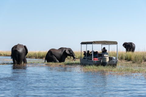 Chobe-Nationalpark: Tagestour mit Flussbootsfahrt
