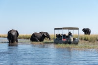 Parque Nacional Chobe, excursión de un día con crucero por el río - Hizvo