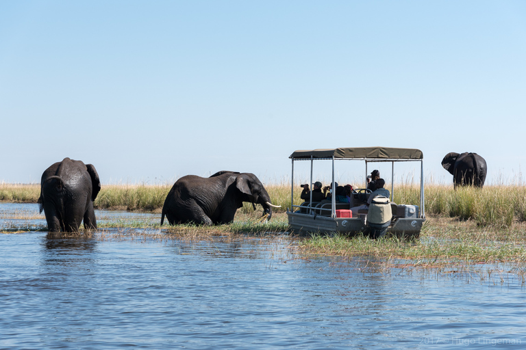 Nationalparken Chobe: Dagsutflykt med flodkryssningChobe National Park: Dagstur med flodkryssning