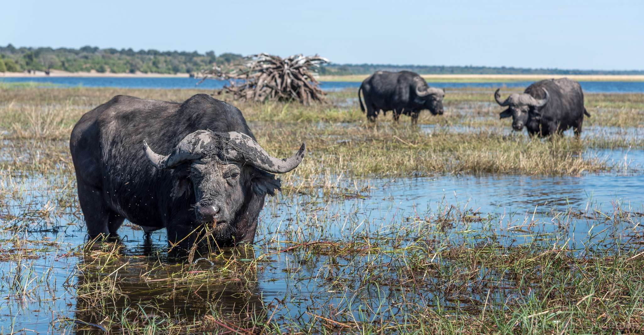 Chobe National Park, Day Trip with River Cruise - Housity