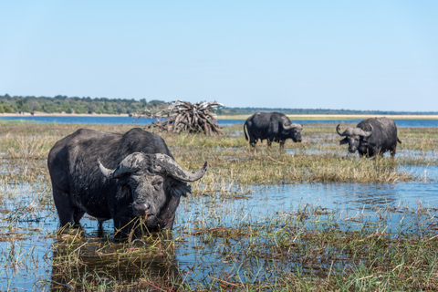 Parque Nacional de Chobe: Passeio de um dia com cruzeiro pelo rioParque Nacional de Chobe: viagem de um dia com cruzeiro no rio