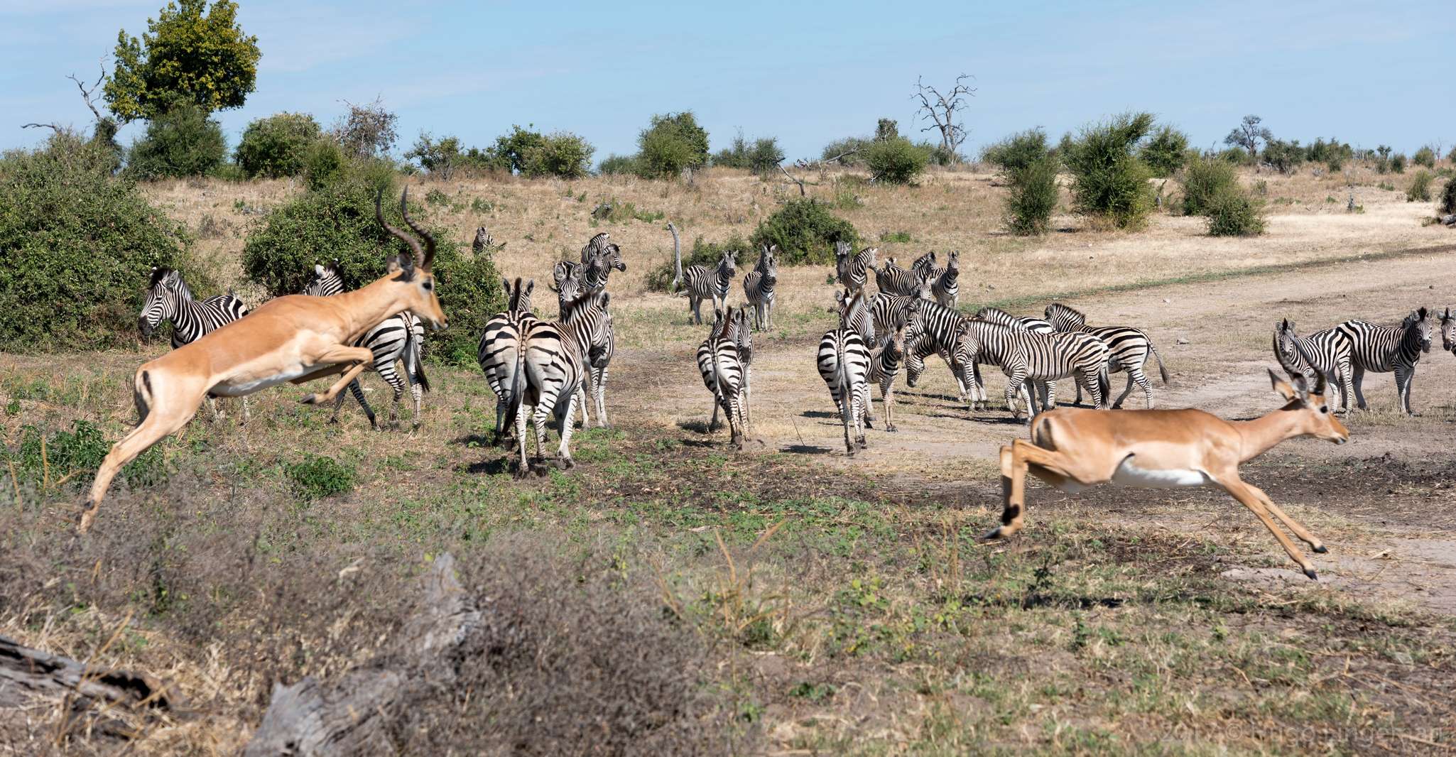 Chobe National Park, Day Trip with River Cruise - Housity