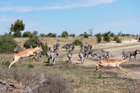 Chobe National Park, Day Trip with River Cruise - Housity
