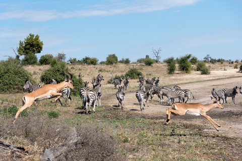 Parc national de Chobe: excursion d'une journée avec croisière fluvialeParc national de Chobe: excursion d'une journée avec croisière sur le fleuve